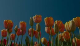 March 2026 Book Releases